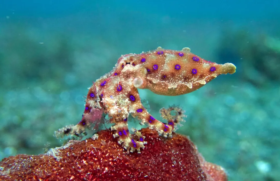 Cocotinos Lembeh A Boutique Dive Lodge-1